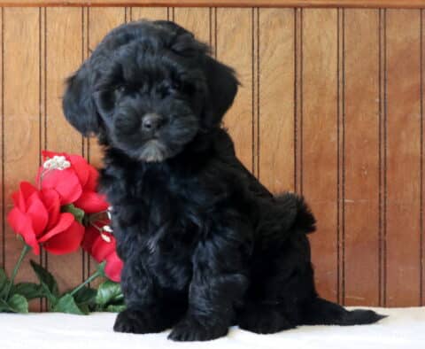 Lovey Mini Goldendoodle