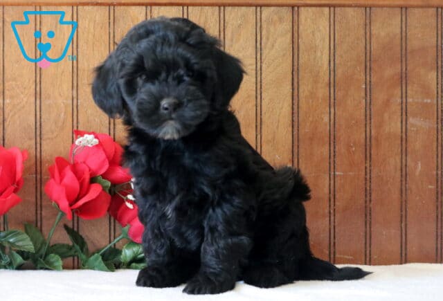 Lovey Mini Goldendoodle image