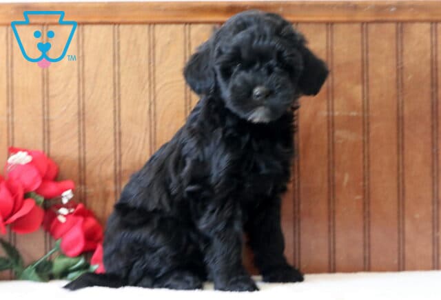Lovey Mini Goldendoodle2 image