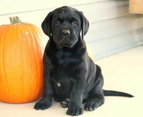 Luck Black Lab