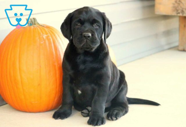 Luck Black Lab image