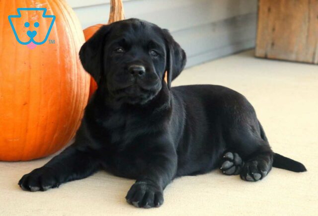 Luck Black Lab2 image