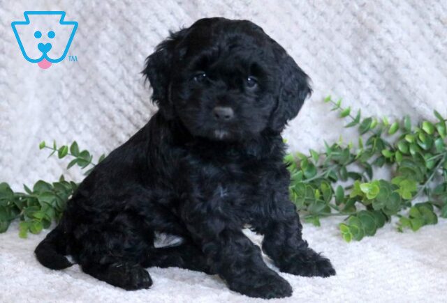 Lucky Cockapoo image