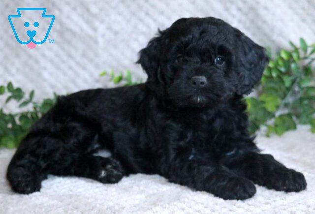 Lucky Cockapoo2 image