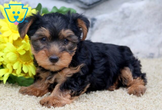 Lucky Yorkie 1-001