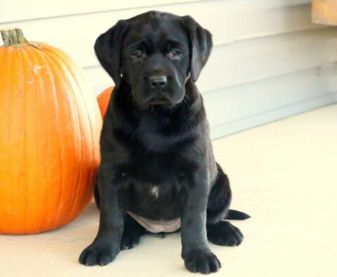 Lucy Black Lab