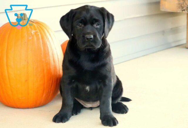 Lucy Black Lab image