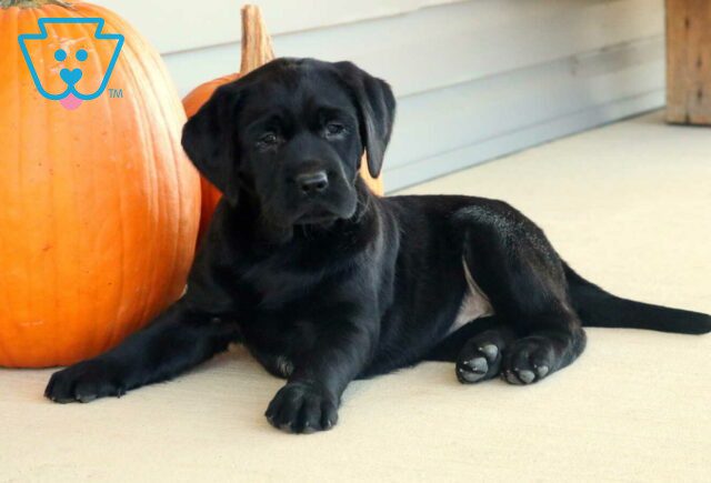 Lucy Black Lab2 image
