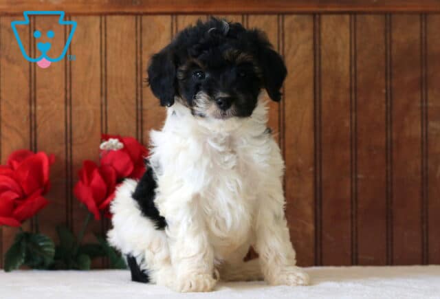 Luke Mini Goldendoodle image