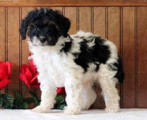 Luke Mini Goldendoodle2