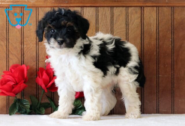 Luke Mini Goldendoodle2 image