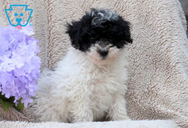 Luke Mini poodle image