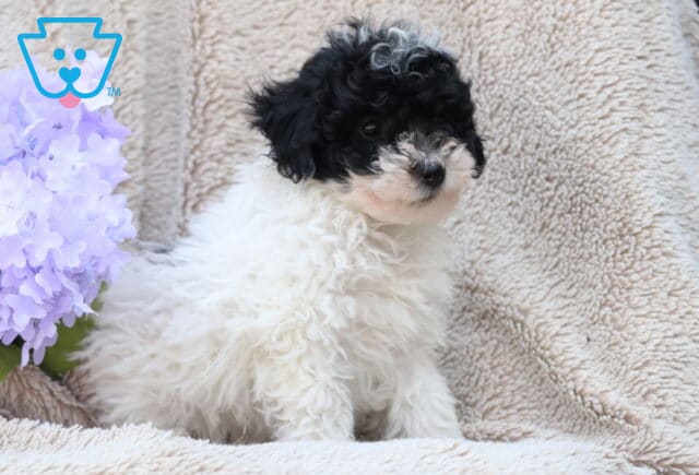 Luke Mini poodle2 image