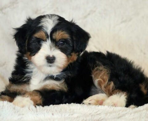 Luna Mini Aussiedoodle3