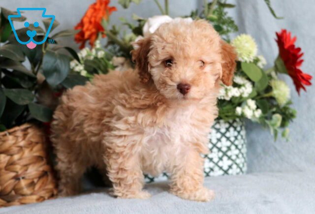 Lyla Mini Poodle2 image