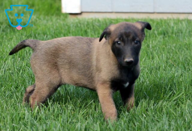 Lynn Belgian Malinois