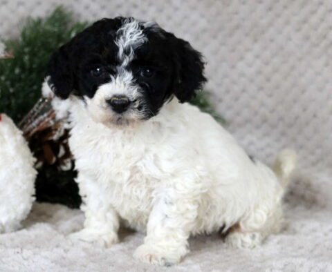 Mable Bichpoo
