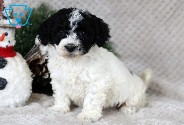 Mable Bichpoo image