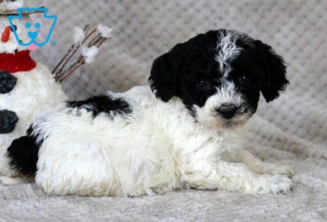 Mable Bichpoo2 image