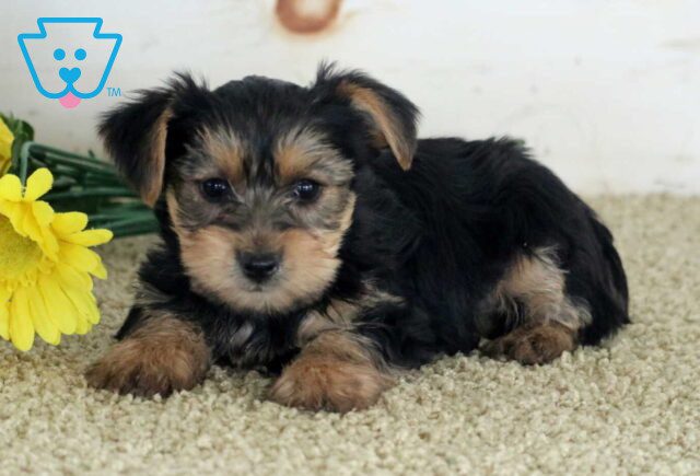Mable Yorkie image
