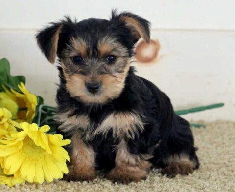 Mable Yorkie2
