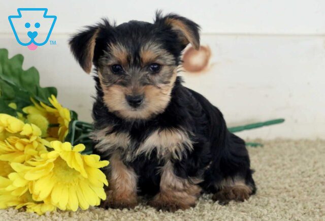 Mable Yorkie2 image