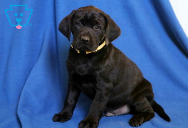 Macc Black Lab