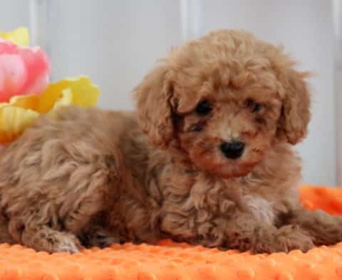 Macey Mini Poodle