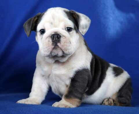 Macho English Bulldog