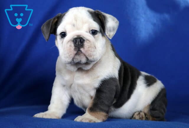 Macho English Bulldog image