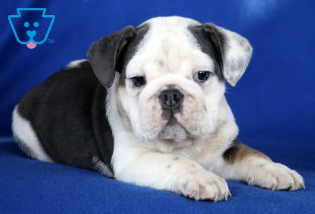 Macho English Bulldog2 image