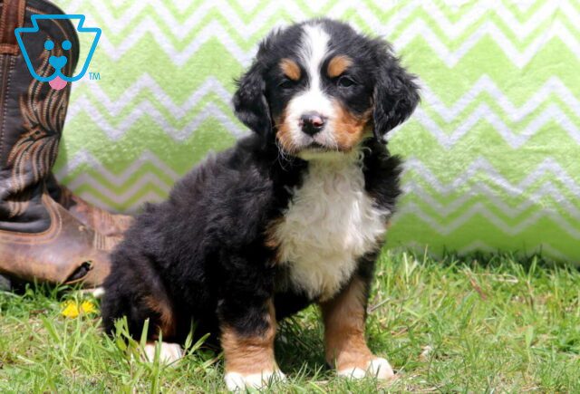 Mack Bernese2