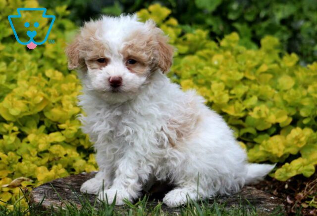 Macky Toy Poodle