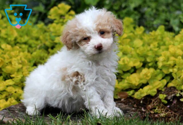 Macky Toy Poodle2