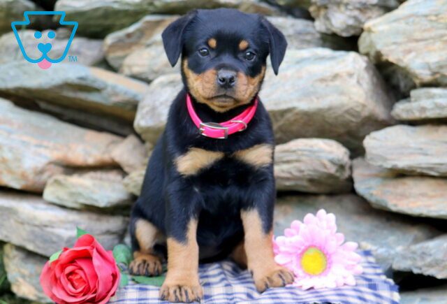 Macy Mini Rottweiler 1-001