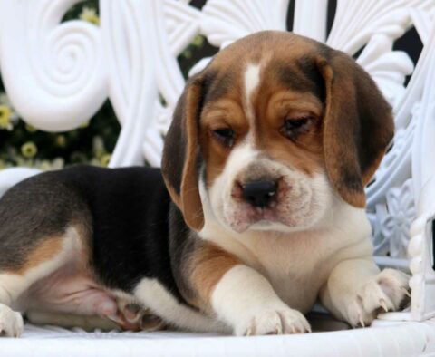 Mad Max Beagle
