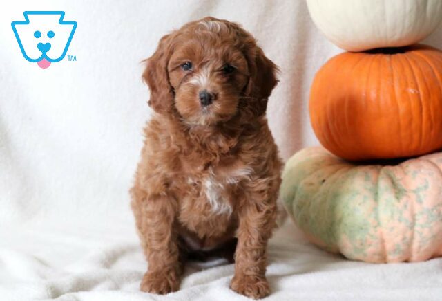 Maggie Cockapoo image