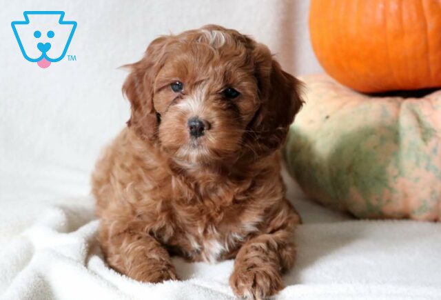 Maggie Cockapoo2 image