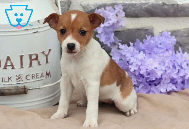 Maggie Jack Russell2 image
