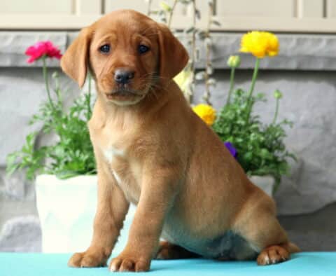 Maggie Lab