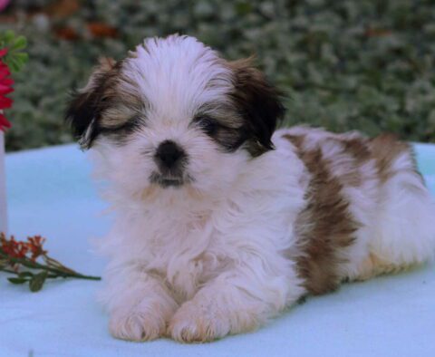 Maggie Shih Tzu2