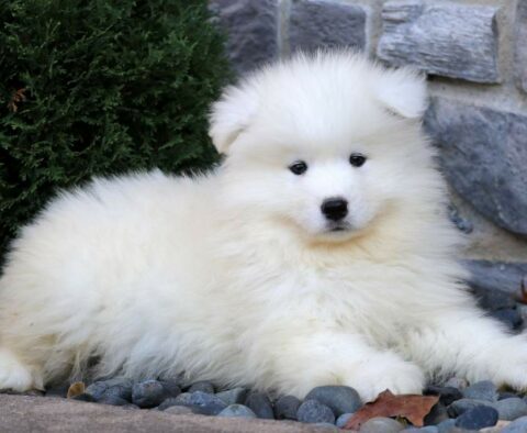 Magic Samoyed