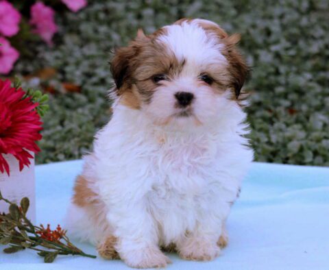 Magic Shih Tzu