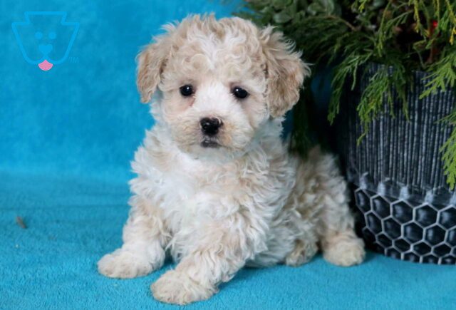 Major Bichon Mix