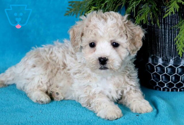 Major Bichon Mix2