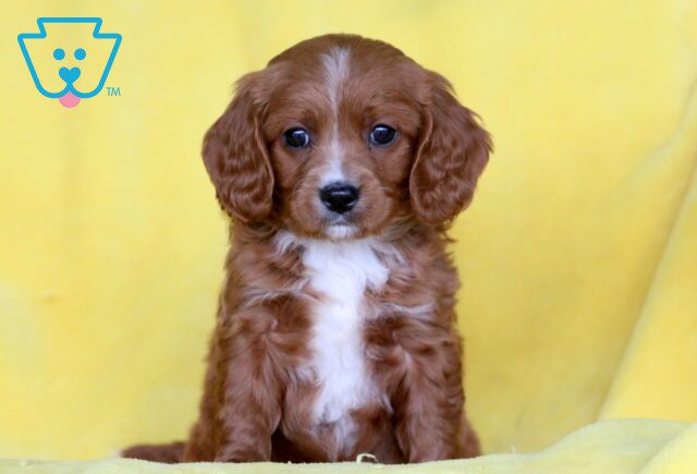 Major Cavapoo 1-001