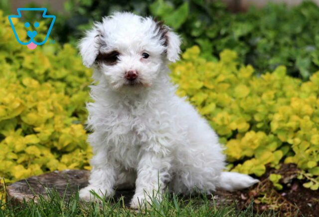 Makayla Toy Poodle