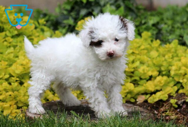 Makayla Toy Poodle2