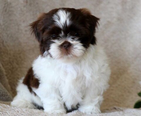 Male John Lantz ShihTzu3
