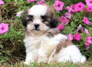 Malshi puppies for sale